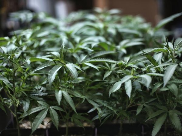 Here’s How to Start a Marijuana Dispensary Business in California