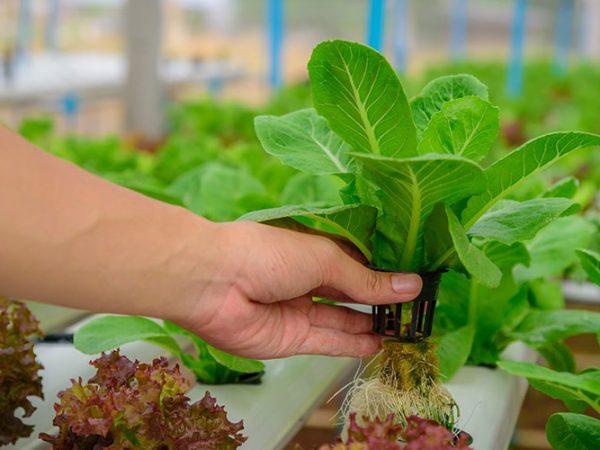 Five Reasons Why You Should Use Grow Tents For Gardening