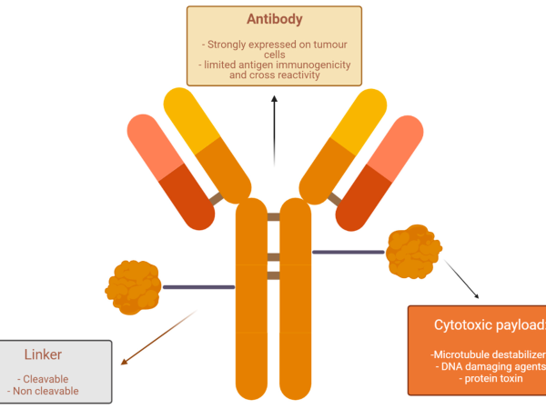 The Power of Antibody Conjugation for Strengthening Immunity and the Immune System